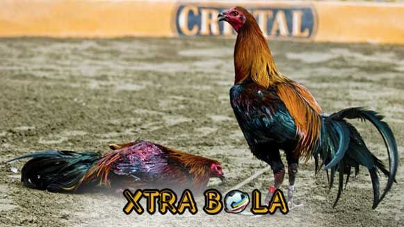 Detail Pecinta Ayam Sabung Nomer 21
