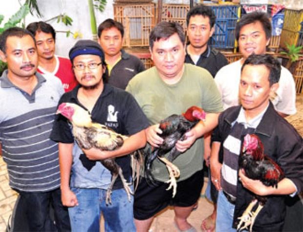 Detail Pecinta Ayam Sabung Nomer 54