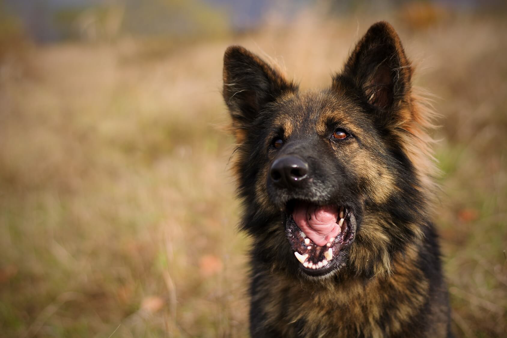 Detail Long Haired German Shepherd Images Nomer 3