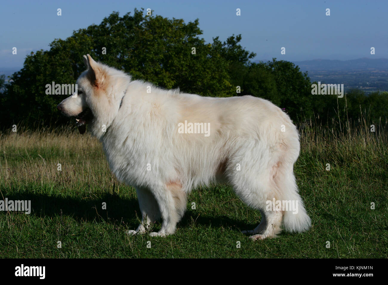 Detail Long Haired German Shepherd Images Nomer 28