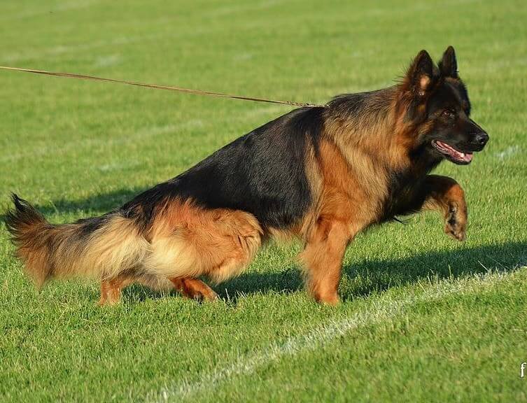 Detail Long Haired German Shepherd Images Nomer 51