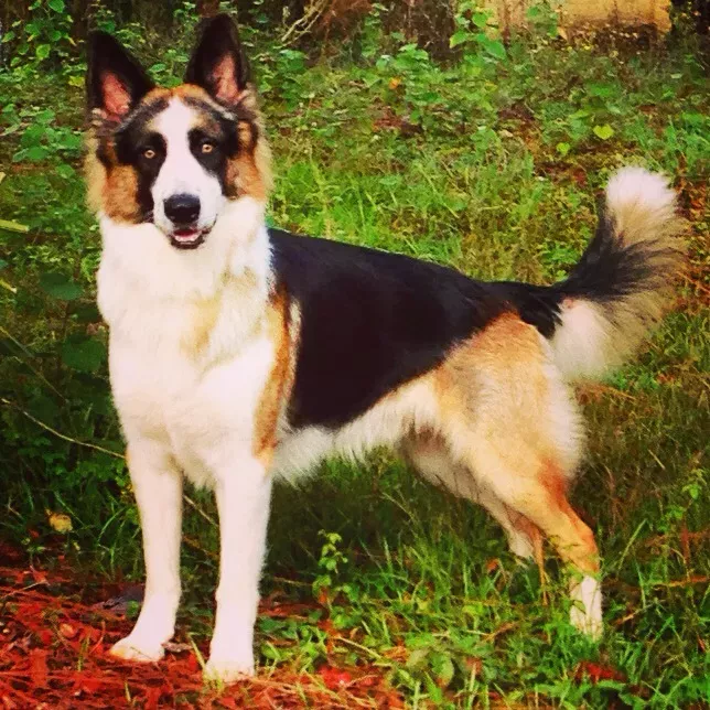 Detail Long Haired Panda German Shepherd Nomer 2