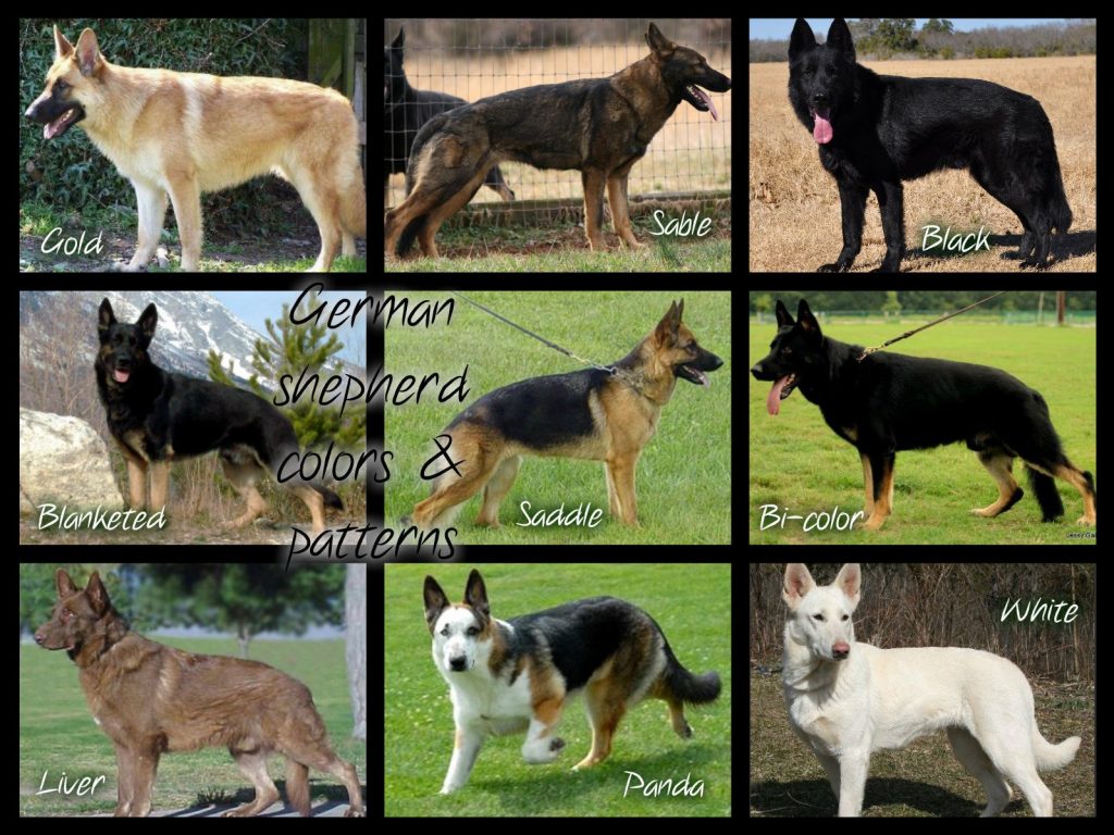 long-haired-panda-german-shepherd-54-koleksi-gambar
