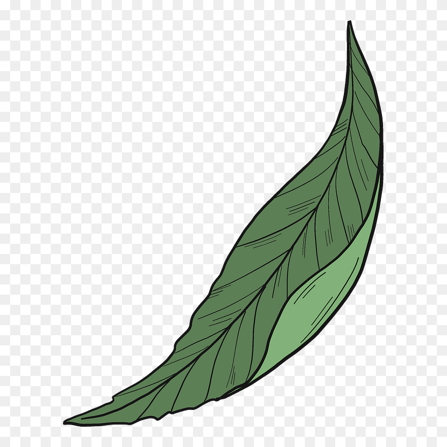 Detail Long Leaf Png Nomer 52