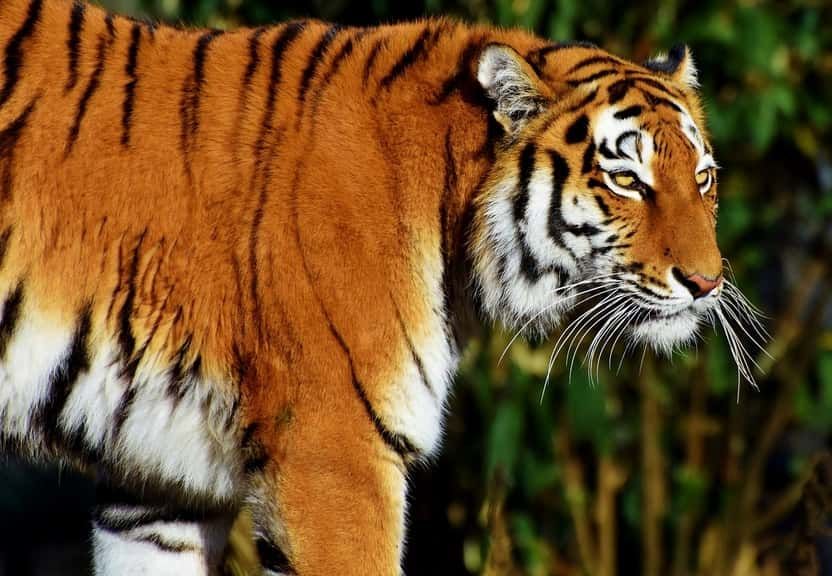 Detail Loreng Harimau Nomer 37