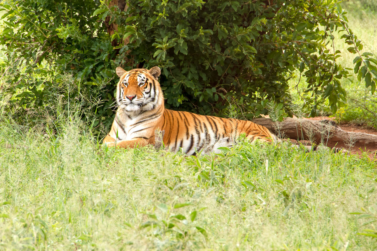 Detail Loreng Harimau Nomer 8