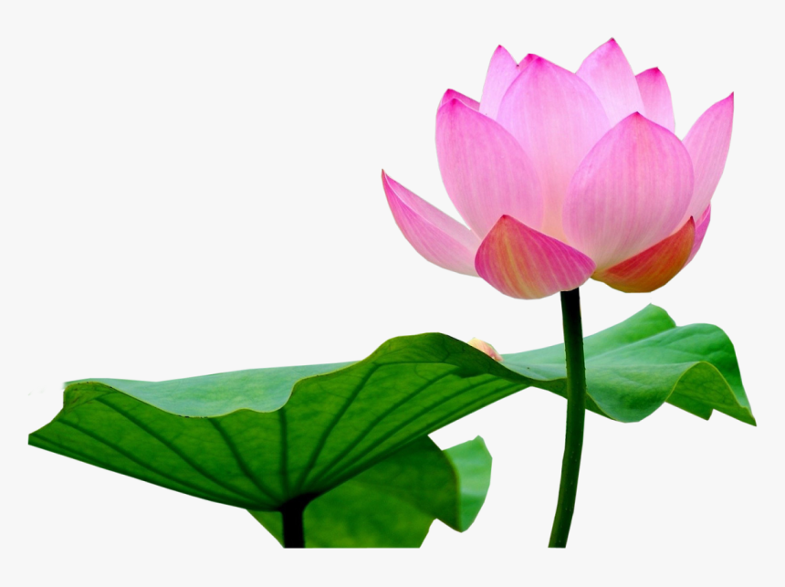 Detail Lotus Flower Graphic Png Nomer 2