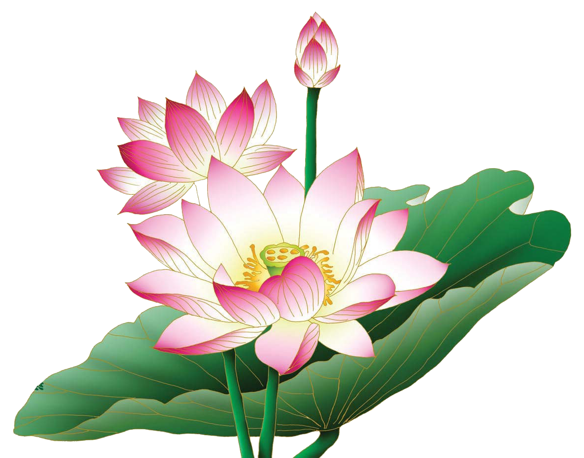 Detail Lotus Flower Graphic Png Nomer 10