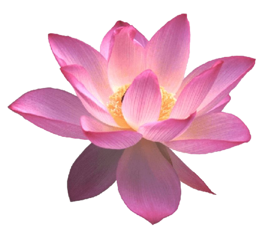 Detail Lotus Flower Graphic Png Nomer 13