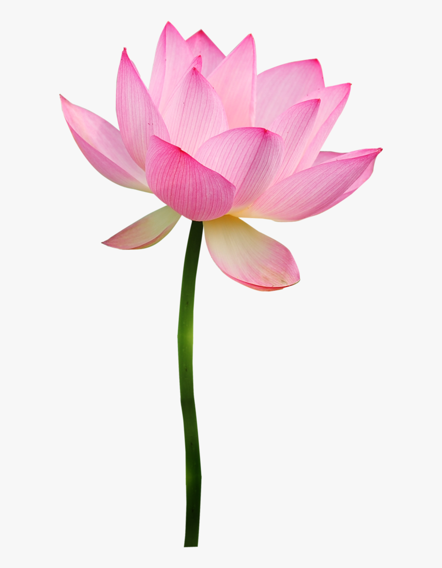 Detail Lotus Flower Graphic Png Nomer 21