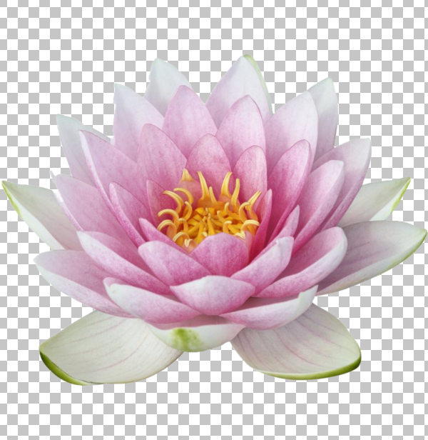 Detail Lotus Flower Graphic Png Nomer 23