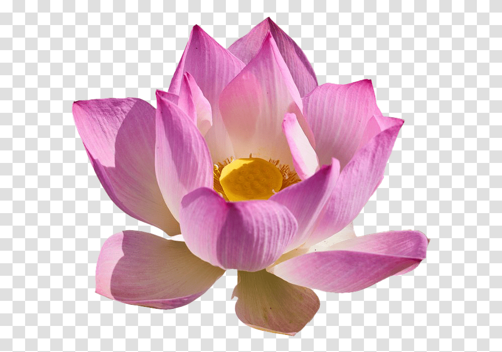 Detail Lotus Flower Graphic Png Nomer 30