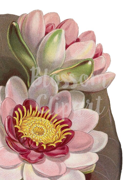 Detail Lotus Flower Graphic Png Nomer 45
