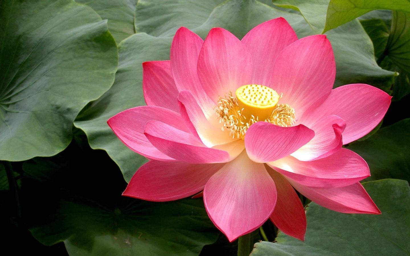 Detail Lotus Flower Hd Nomer 11