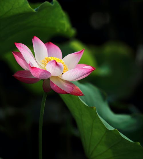 Detail Lotus Flower Hd Nomer 17