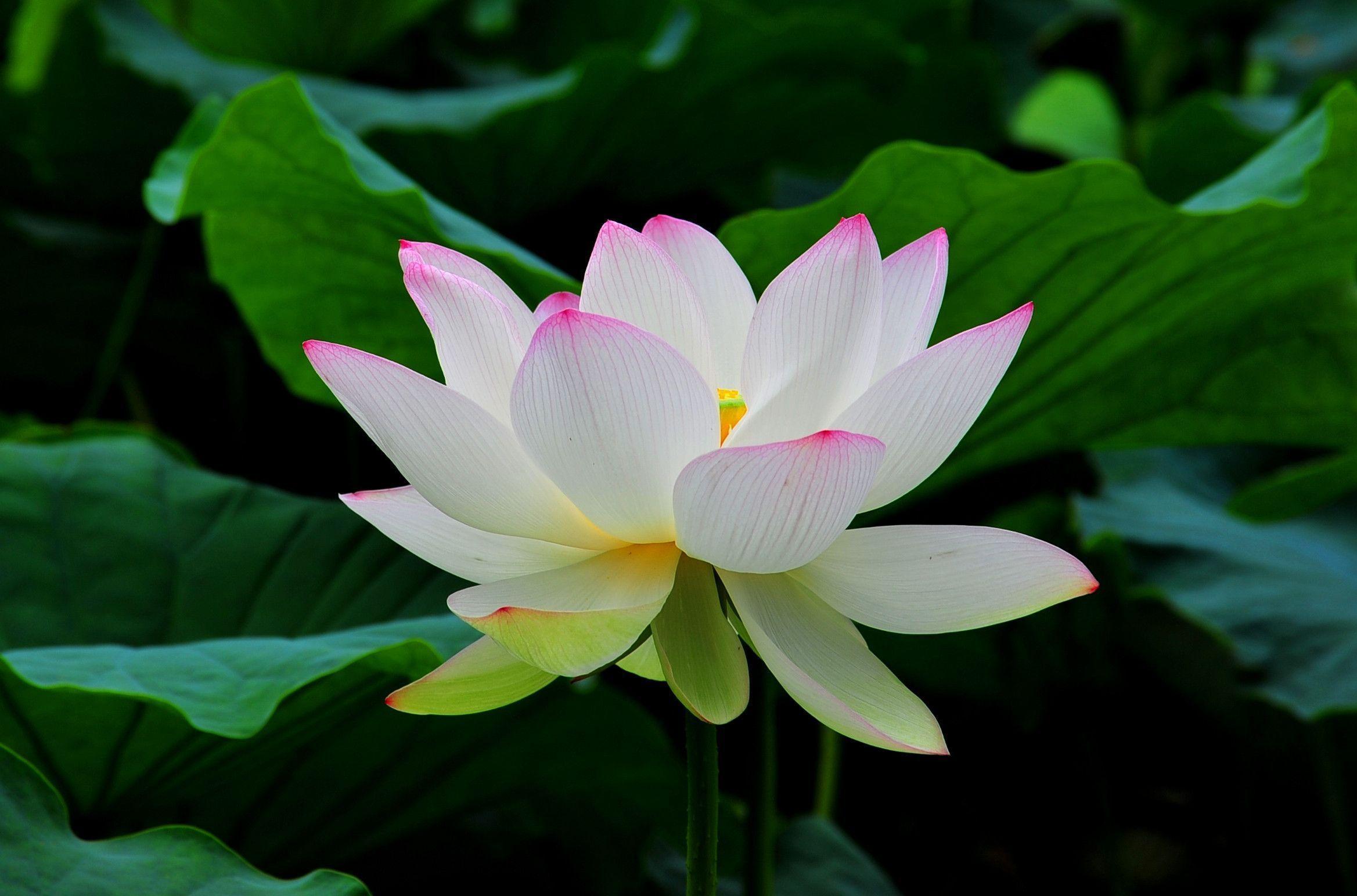 Detail Lotus Flower Hd Nomer 19