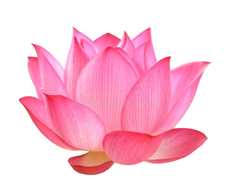 Detail Lotus Flower Hd Nomer 20