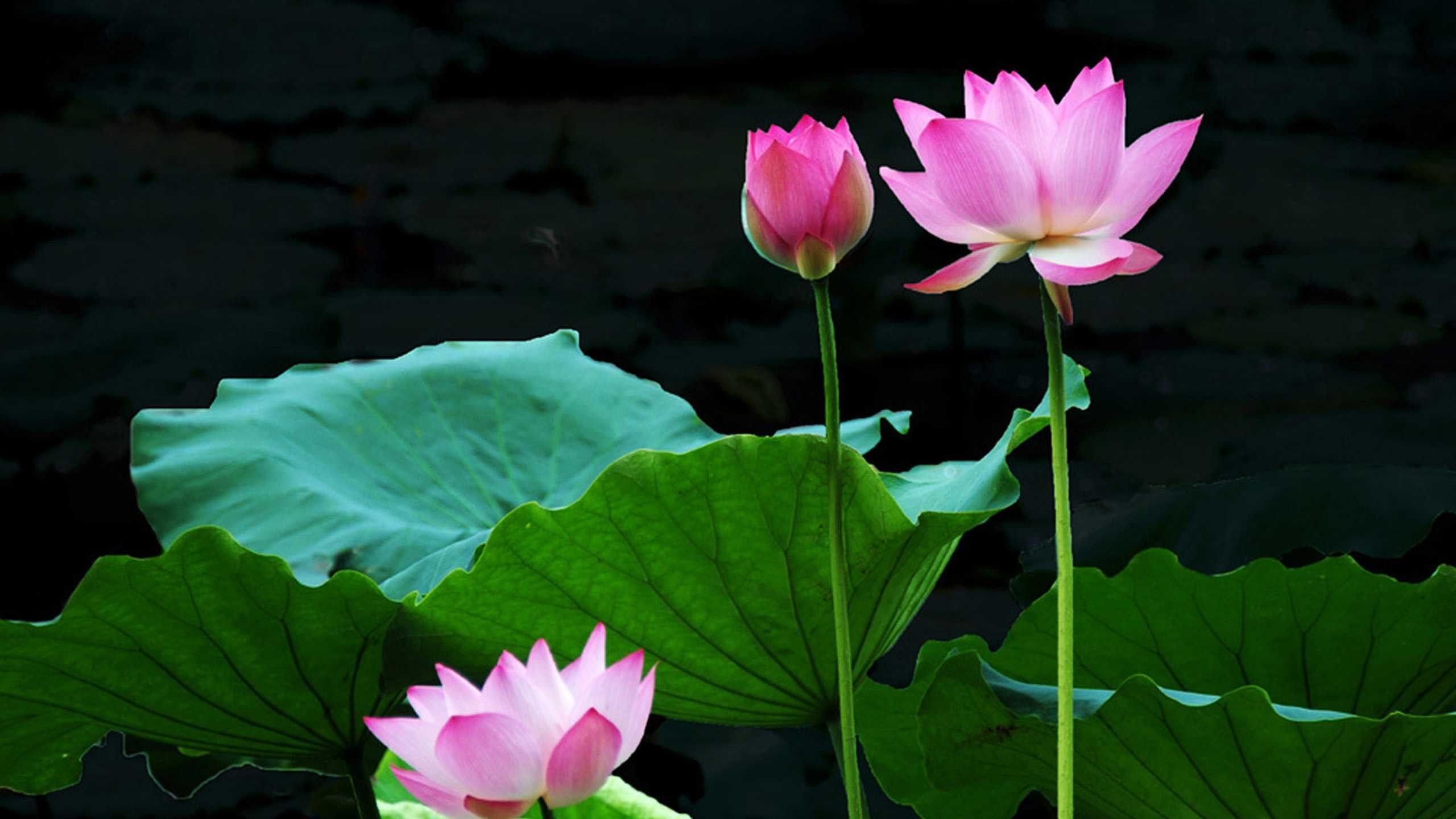 Detail Lotus Flower Hd Nomer 23