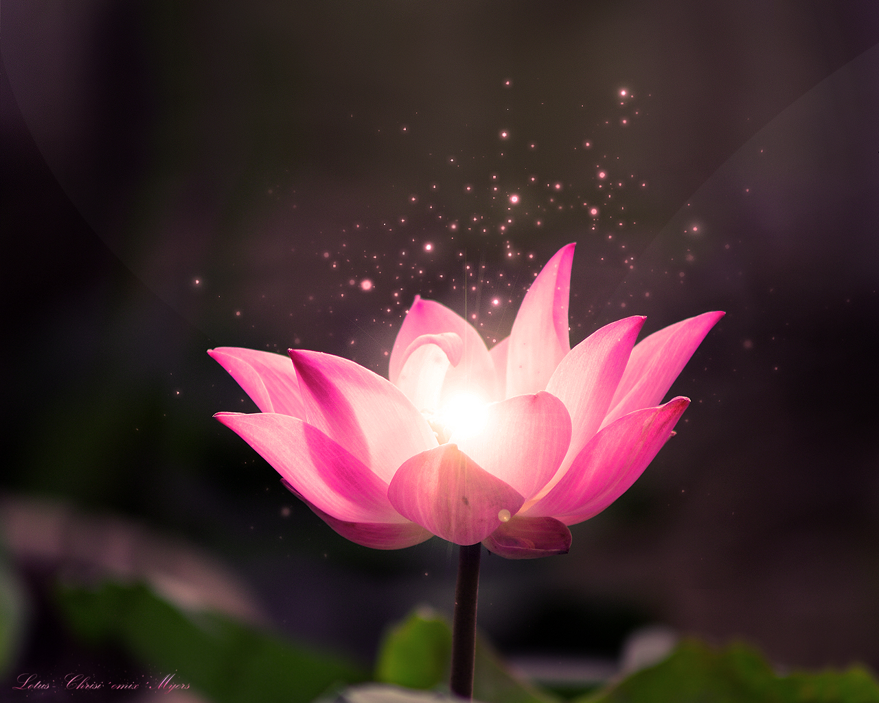 Detail Lotus Flower Hd Nomer 24