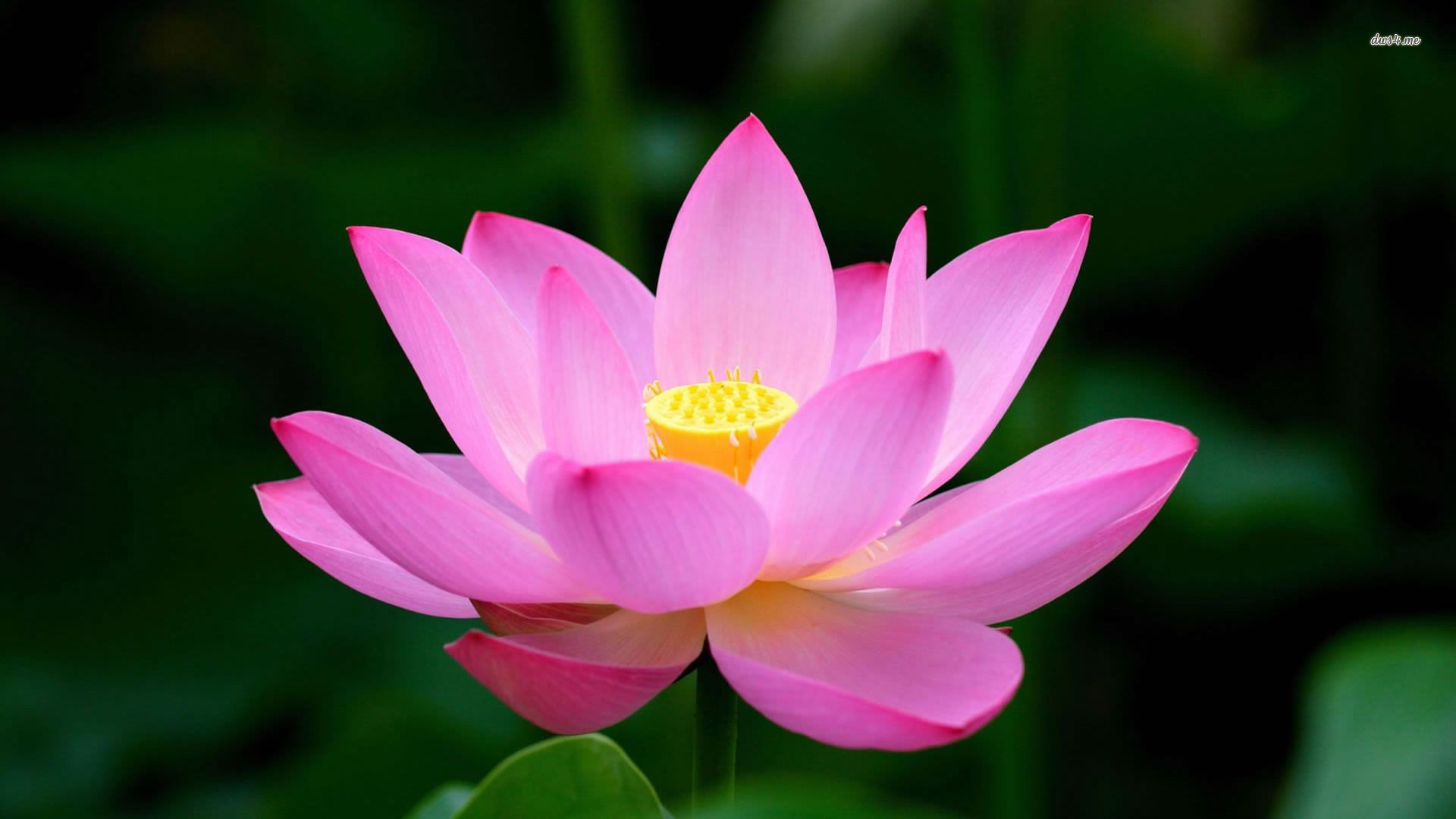 Detail Lotus Flower Hd Nomer 30