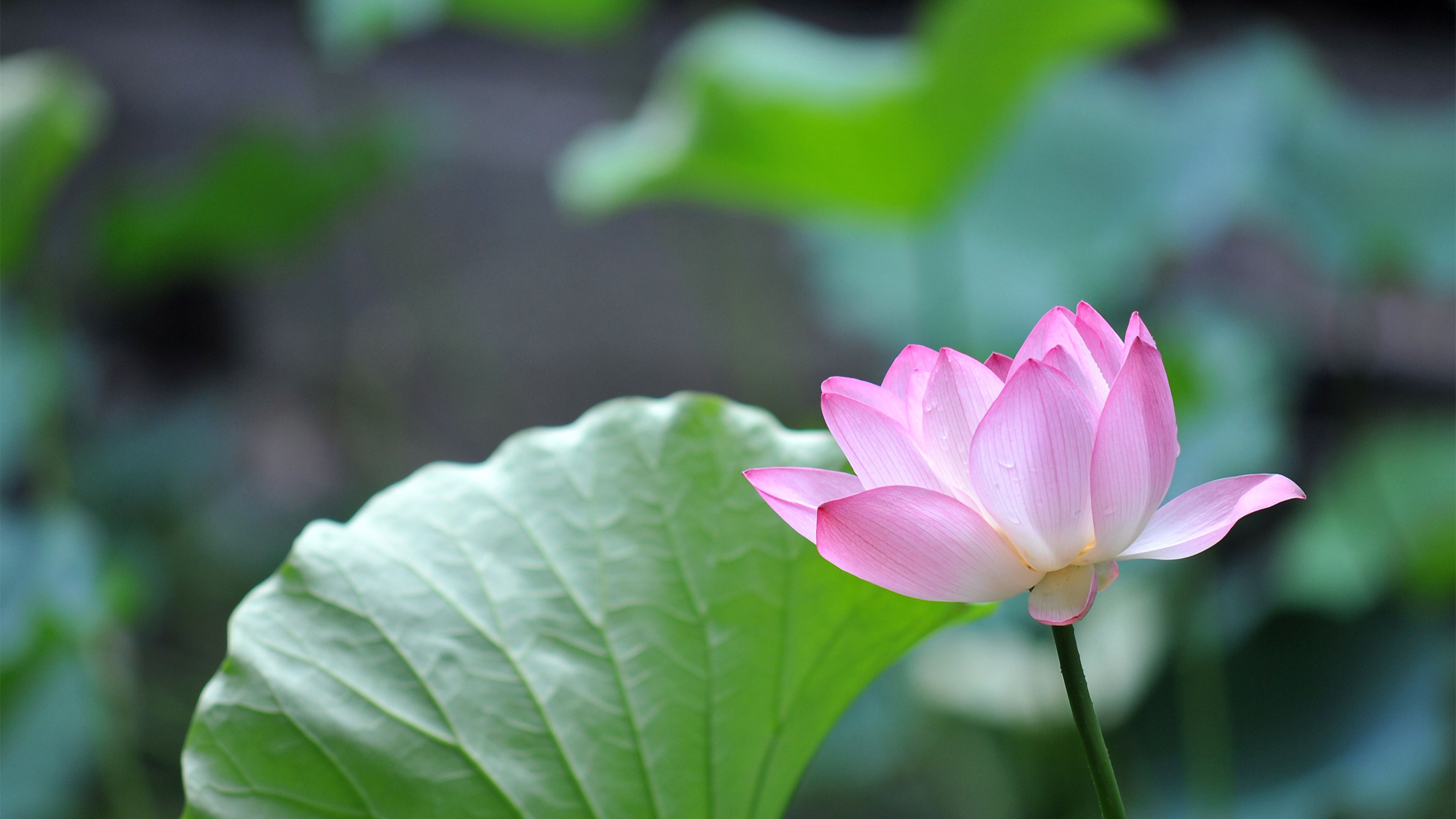 Detail Lotus Flower Hd Nomer 32