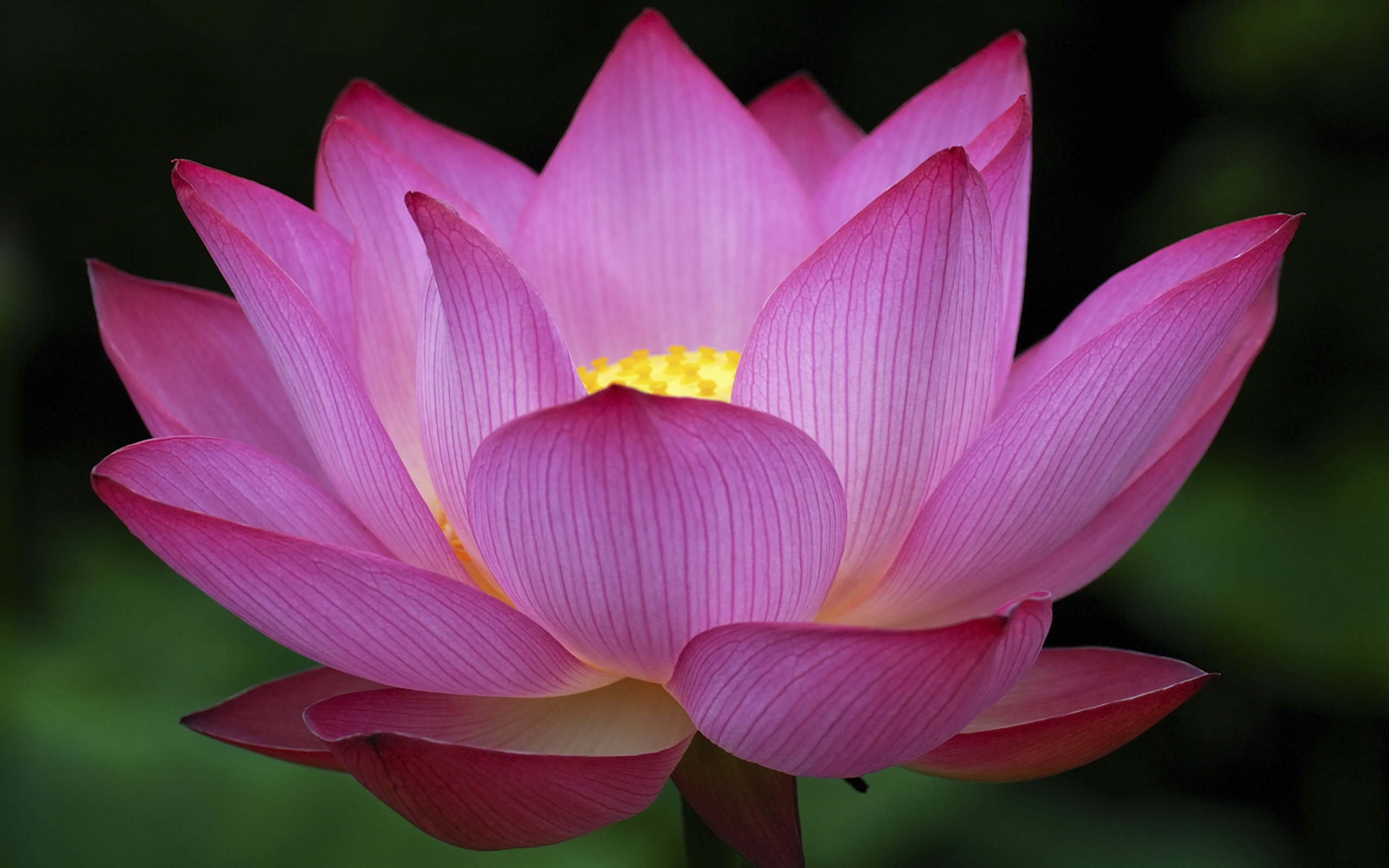 Detail Lotus Flower Hd Nomer 39