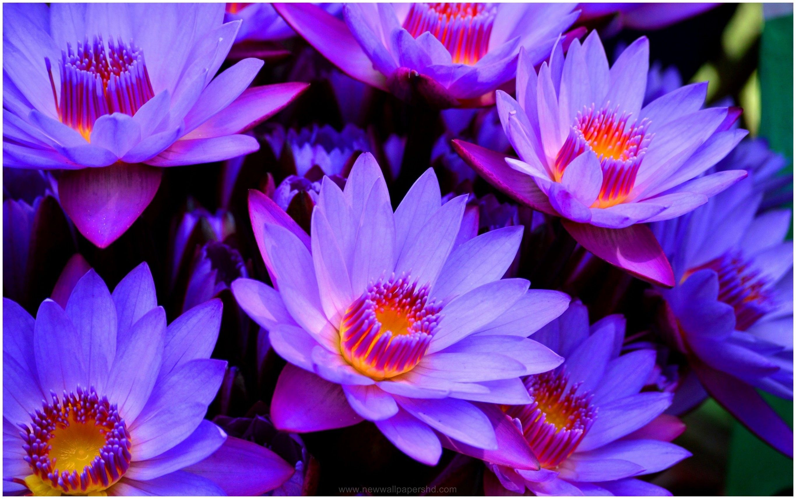 Detail Lotus Flower Hd Nomer 42