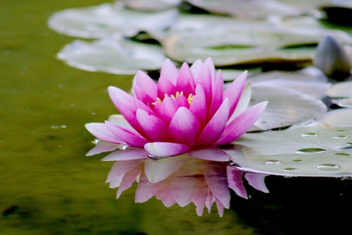 Detail Lotus Flower Hd Nomer 9