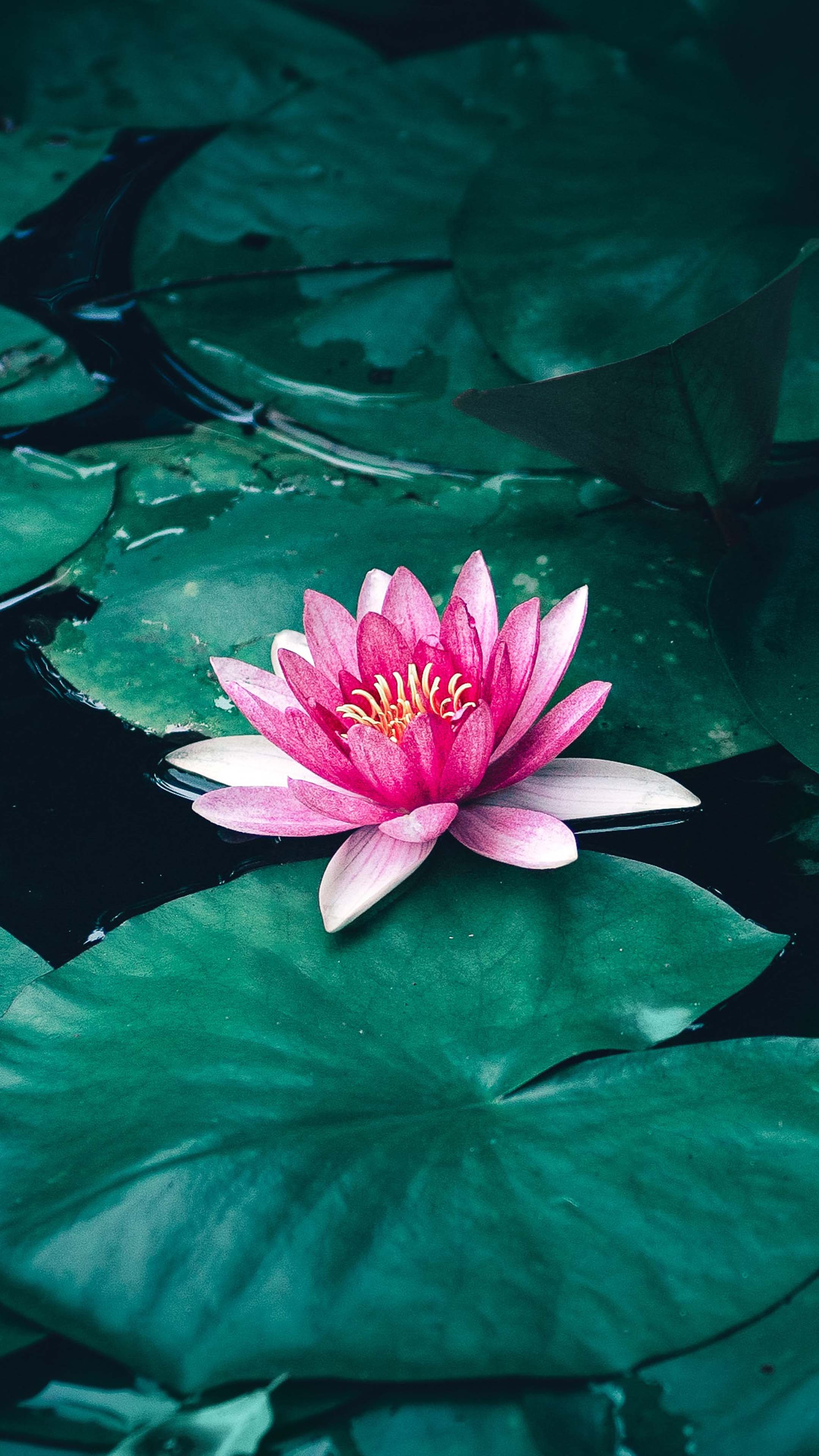 Detail Lotus Flower Hd Nomer 10