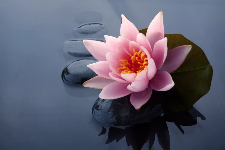 Detail Lotus Flower Image Nomer 20
