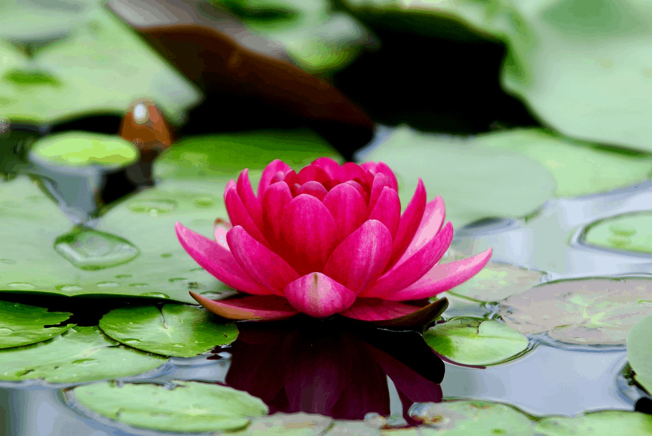 Detail Lotus Flower Images Nomer 2
