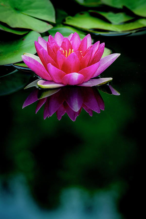 Detail Lotus Flower Images Nomer 17