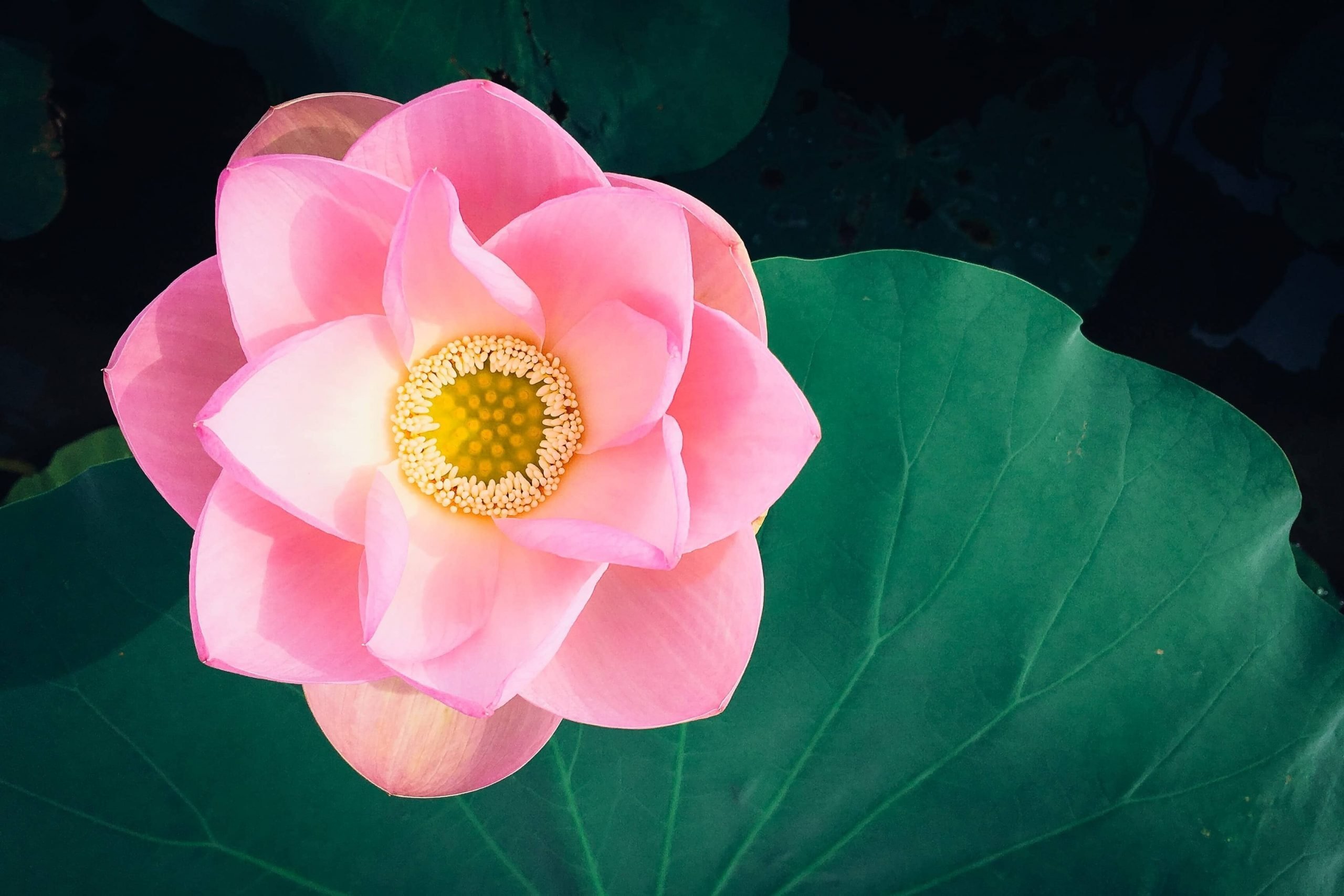 Detail Lotus Flower Images Nomer 20