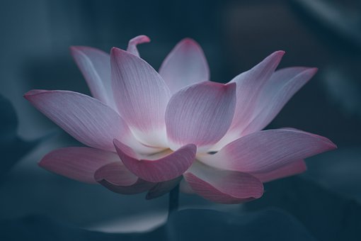 Detail Lotus Flower Images Nomer 26