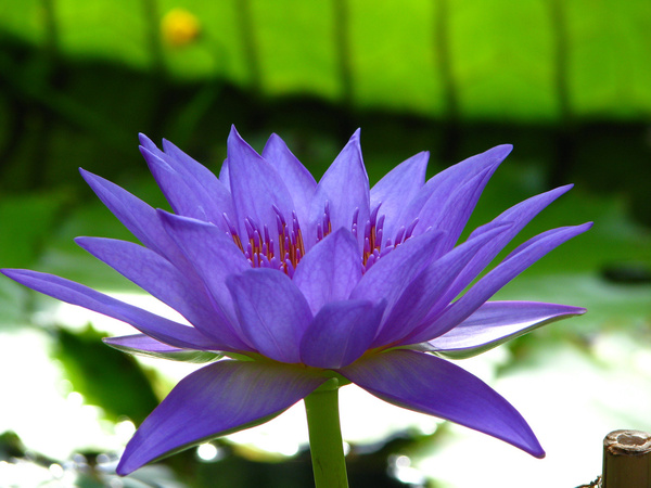 Detail Lotus Flower Images Download Nomer 12