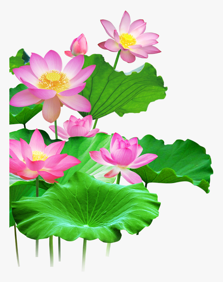 Detail Lotus Flower Images Download Nomer 13