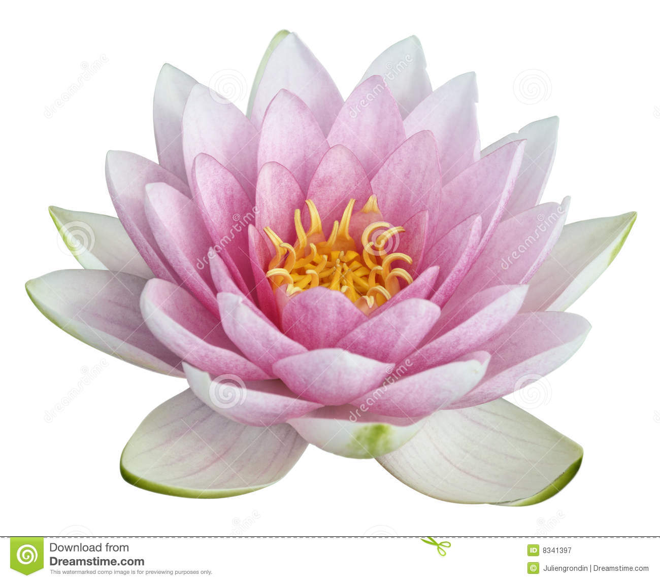 Detail Lotus Flower Images Download Nomer 15