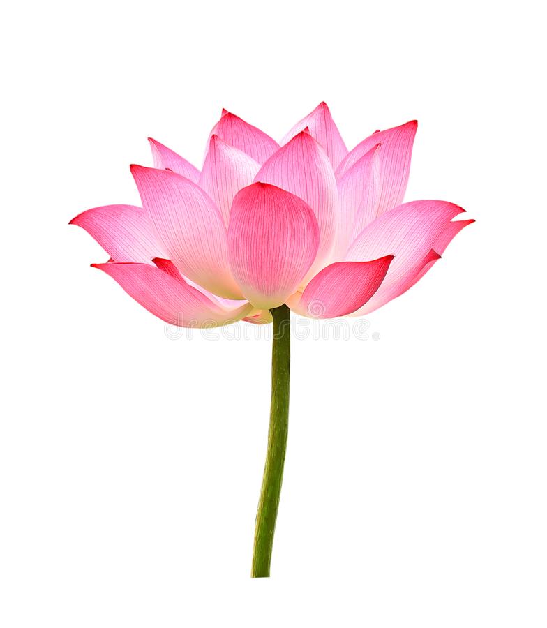 Detail Lotus Flower Images Download Nomer 17