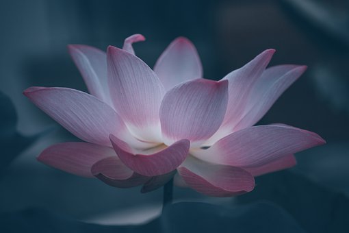 Detail Lotus Flower Images Download Nomer 20