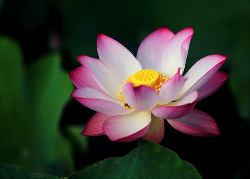 Detail Lotus Flower Images Download Nomer 21