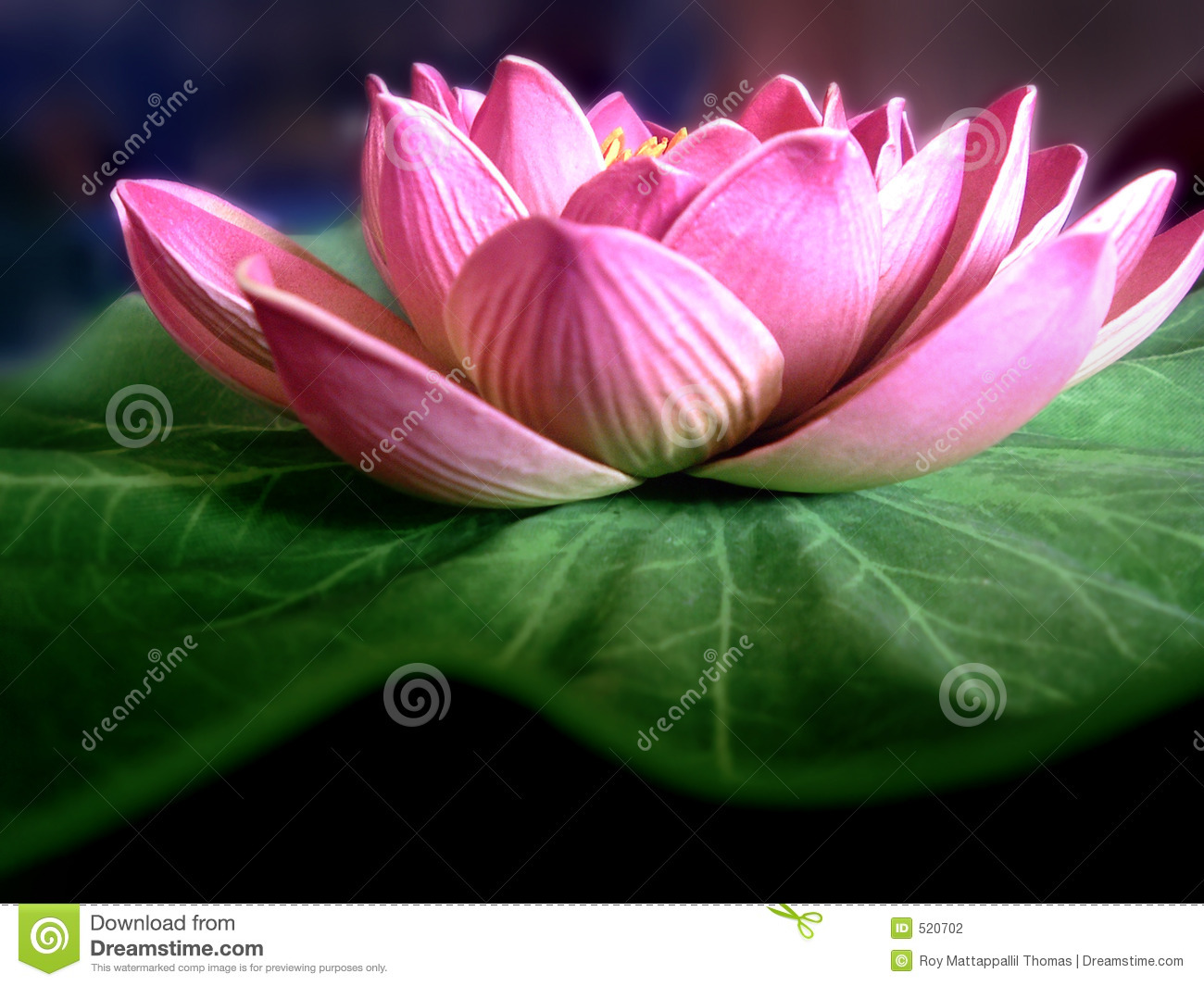 Detail Lotus Flower Images Download Nomer 23