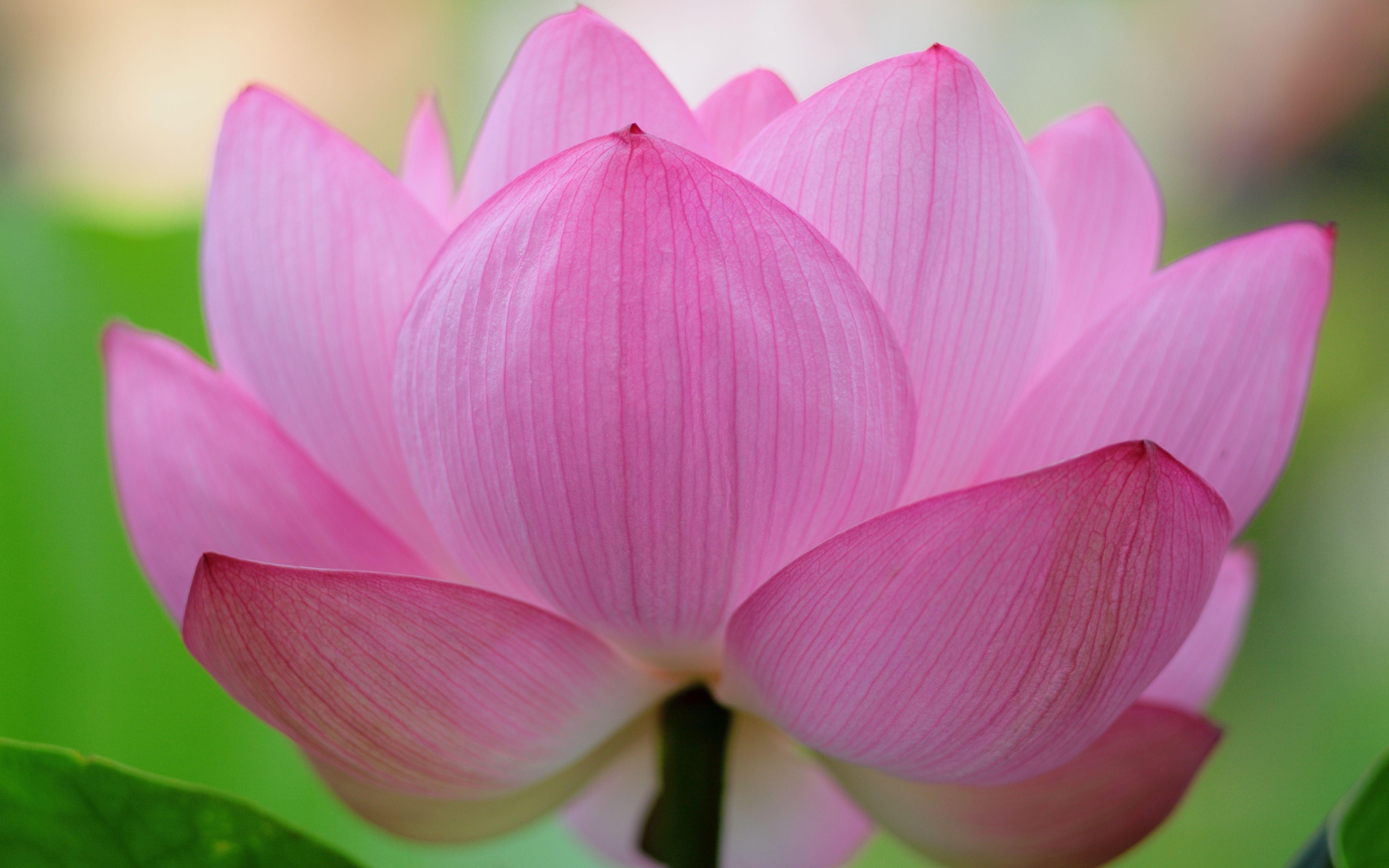 Detail Lotus Flower Images Download Nomer 24