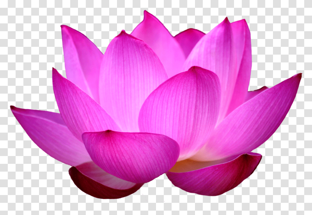 Detail Lotus Flower Images Download Nomer 30