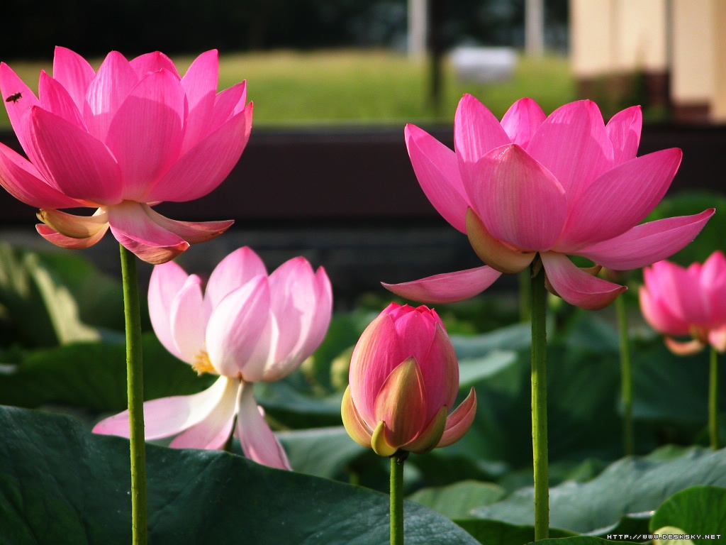 Detail Lotus Flower Images Download Nomer 32