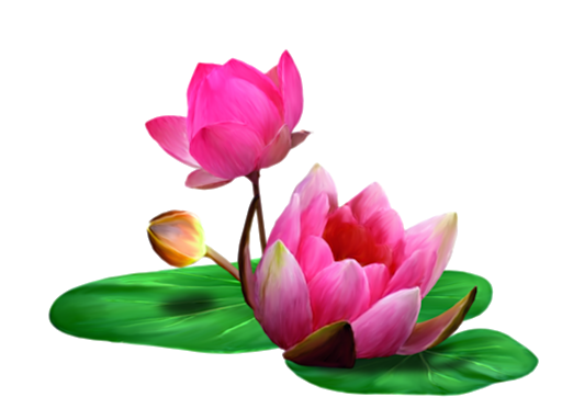 Detail Lotus Flower Images Download Nomer 33