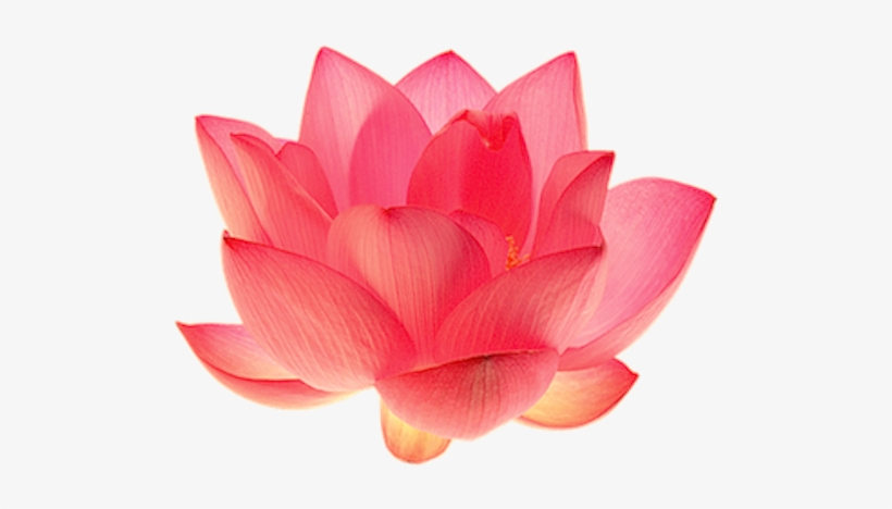 Detail Lotus Flower Images Download Nomer 34