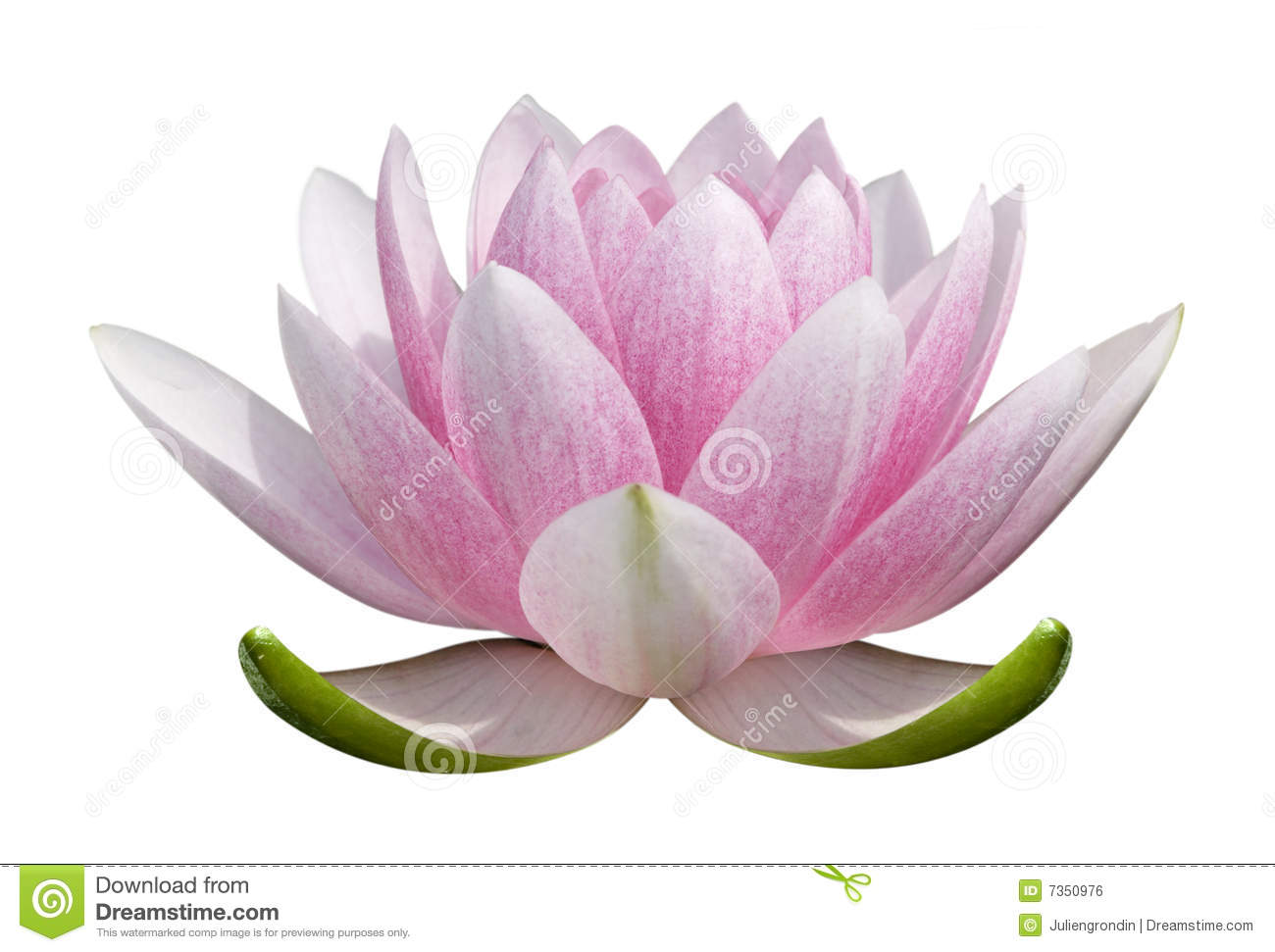 Detail Lotus Flower Images Download Nomer 4