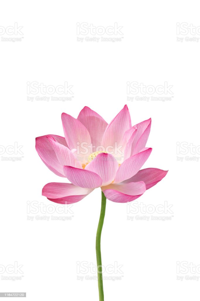 Detail Lotus Flower Images Download Nomer 44