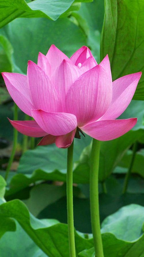 Detail Lotus Flower Images Download Nomer 5