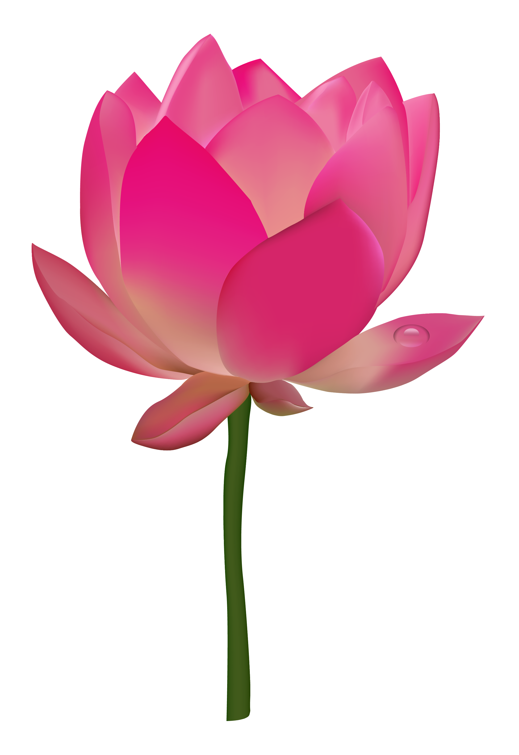 Detail Lotus Flower Images Download Nomer 7